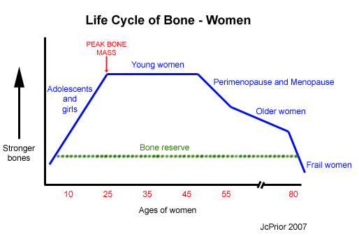 Life cycle of bone for women