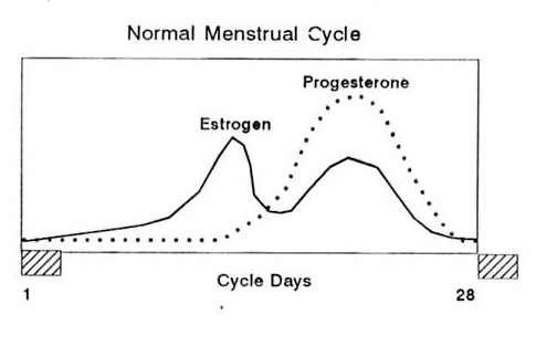 Normal menstrual cycle