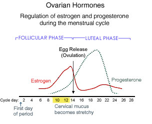 Ovarian hormone graph